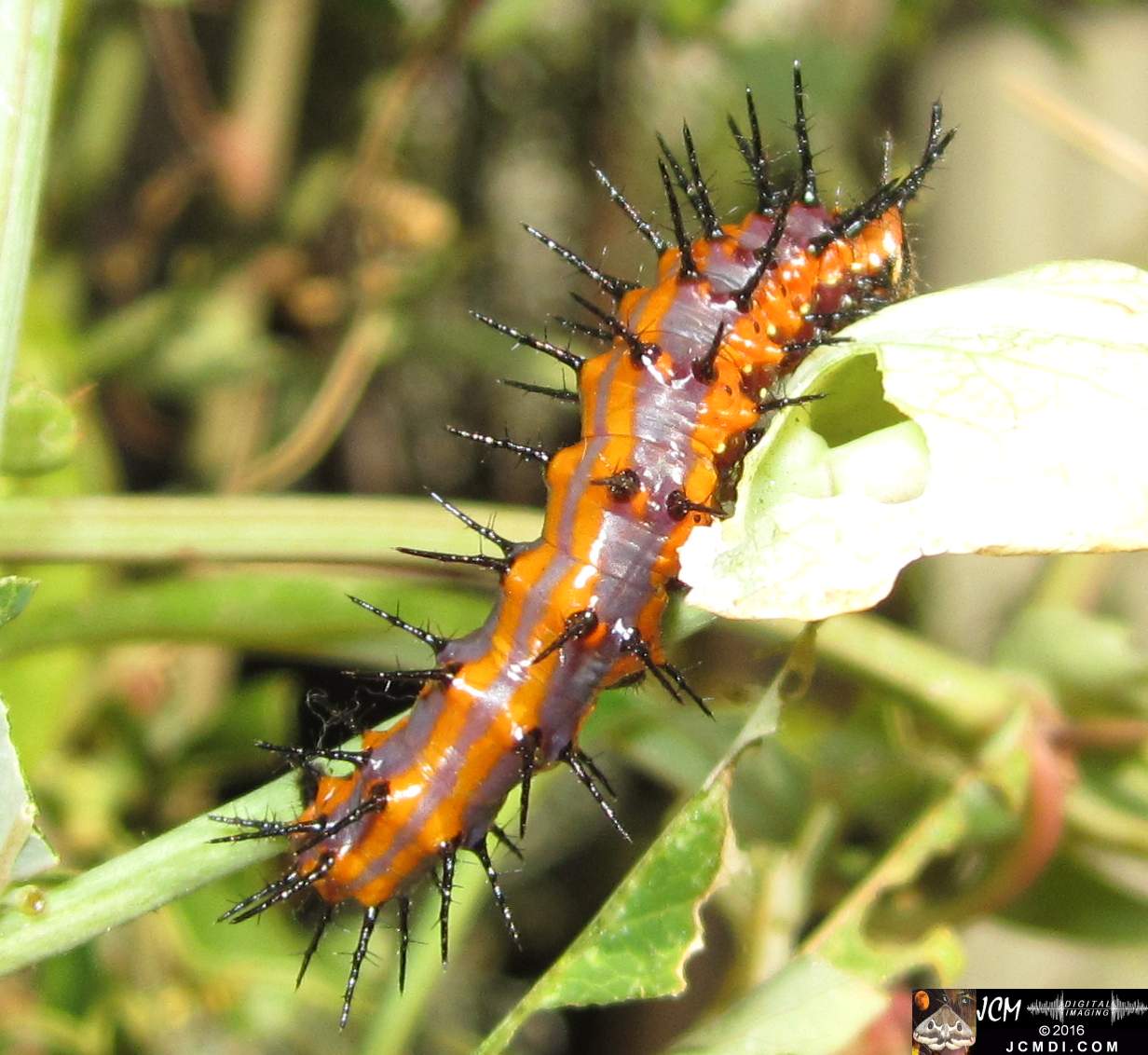 Gulf Fritillary caterpillars on passionvine JCMDI.COM